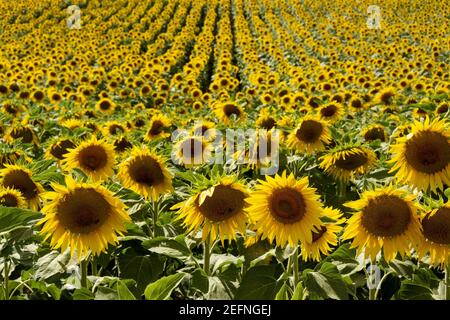 Majestic view of a field of sunflowers in Puy de Dome department, Auvergne Rhone Alpes, France Stock Photo