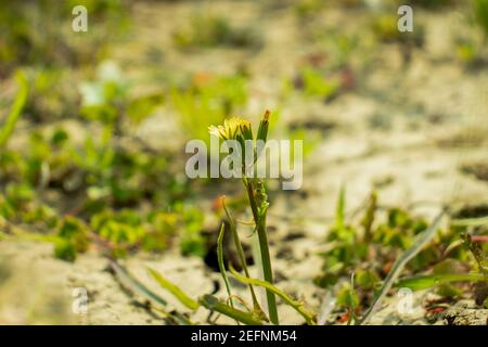 The Rough Hawk's-beard yellow flower, Crepis biennis, wildflower bd Stock Photo