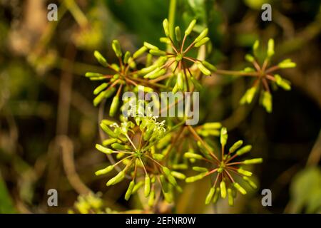 Umbelliferae, Apiaceae or Rough Chervil, Chaerophyllum temulum temulentum that is a wild tree Stock Photo