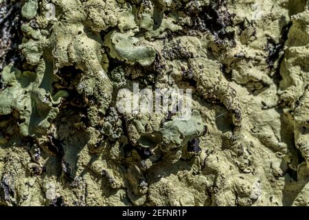 Textured bark of old adult pine tree in garden, covered with light green mosses and lichens. Macro close - up Natural texture on the tree trunk.  Stock Photo