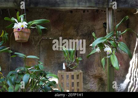 Orchid plants at Sunken Gardens in St. Petersburg, Florida. Stock Photo