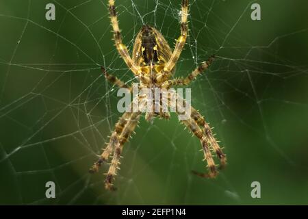 European garden spider, diadem spider, Araneus diadematus