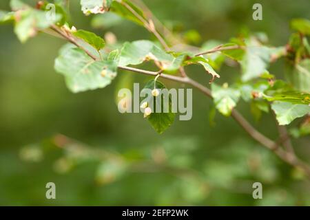 Cecidomyiidae  gall midges and gnats eggs on leaf Stock Photo