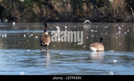 Couple of barnacle gooses sit on a frozen lake called 'Lac des Minimes', one of the four artificial lakes located in the Bois de Vincennes in Paris. Stock Photo