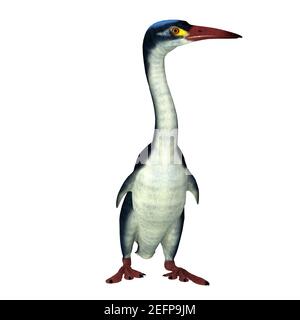 Hesperornis is an extinct cormorant-like bird that lived in North America and Russia during the Cretaceous Period. Stock Photo