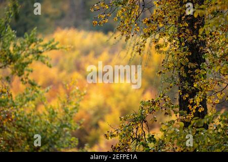 view of a forest in autumn sunshine with deciduous trees and leaves in beautiful yellow and red colors, taunus, germany Stock Photo
