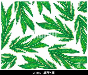 Ecological Concept, Illustration Background of Dracaena Trifasciata, Saint George's Sword, Mother-in-Law's Tongue, Viper's Bowstring Hemp, Sansevieria Stock Photo