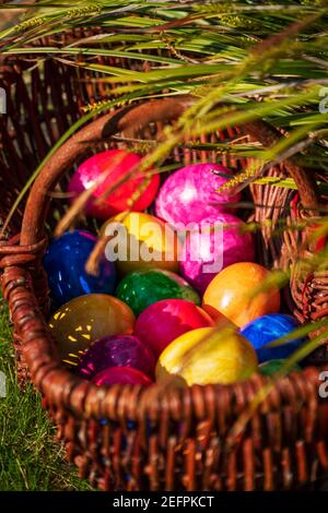 Close-up of Easter eggs in various colors in wicker basket on grass in the garden on sunny April morning. Egg hunt German Easter tradition. Stock Photo