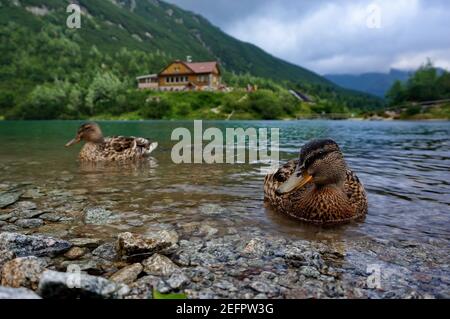 Curious duck posing for the camera in the shallow water of mountain lake Zelené pleso, with a view on the mountain hut Chata pri Zelenom plese in High Stock Photo