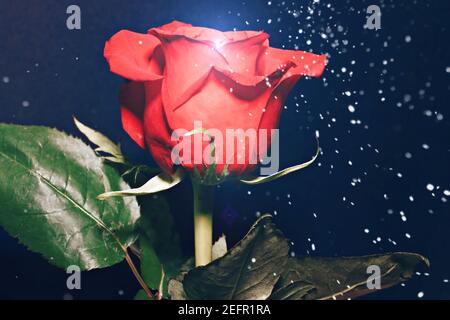 beautiful red rose with a blooming effect , studio shot . Stock Photo