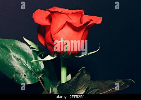 beautiful red rose with a blooming effect , studio shot . Stock Photo