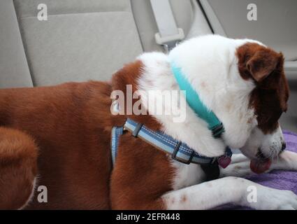 Dog licking paw in car Stock Photo