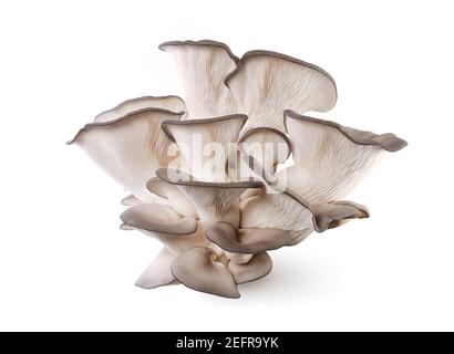 King Oyster mushrooms, Pleurotus eryngii, also known as King trumpet mushrooms or French horn mushrooms, isolated on white studio background. Stock Photo
