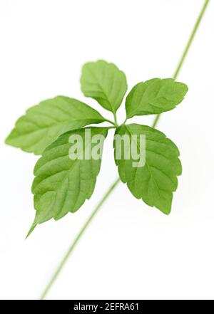 Jiaogulan, Gynostemma pentaphyllum, Jiao Gu Lan, closeup green plant leaves isolated on white studio background. Jiaogulan is used as a herb and in te Stock Photo