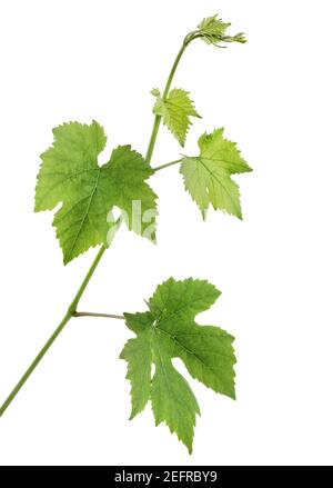 Grape vine. Closeup of green plant leaves isolated on white studio background. Stock Photo