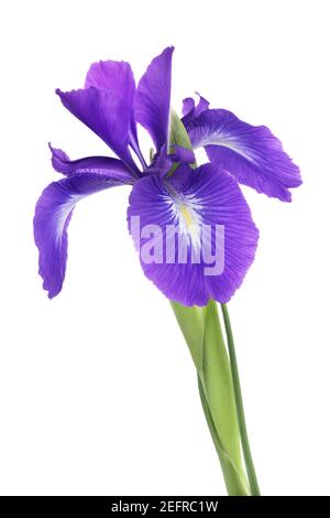 Artistic closeup of a Purple Iris flower with open petals, Iris versicolor or Iris blue flag, isolated on white studio background. Stock Photo