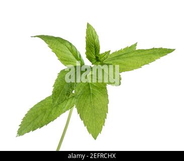 Peppermint plant green leaves closeup. Mint and spearmint relative. Isolated on white studio background. Stock Photo