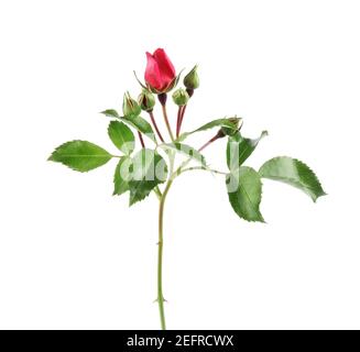 Red Damask Rose, small delicate flower bud yet unopened on a thorny branch with green leaves. Side view, artistic closeup, isolated on white studio ba Stock Photo