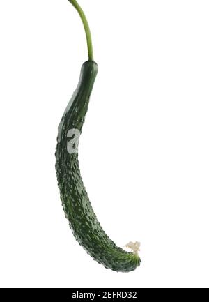 Organically grown Japanese long cucumber, closeup of a fruit, Cucumis sativus, isolated on white studio background. Stock Photo