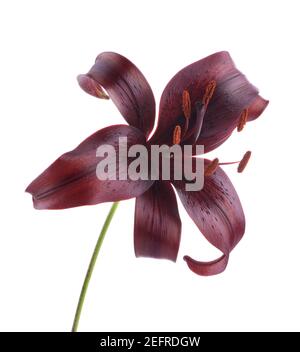 Artistic close-up of a dark burgundy Asiatic Lily flower, Midnight Mystery, isolated on white studio background. Dark red, maroon color. Stock Photo