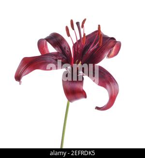 Dark burgundy Asiatic Lily beautiful flower, Midnight Mystery, isolated on white studio background. Dark red, maroon color. Stock Photo