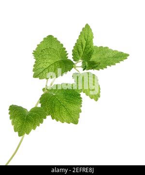 Lemon balm plant green leaves closeup. Melissa officinalis, mint family edible herb. Isolated on white studio background. Stock Photo