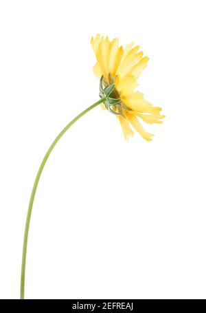 Yellow Cosmos flower on a stem, side view. Sulphur Cosmos, Sulfur Cosmos, Mexican Aster, daisy-like yellow flower. Artistic close-up isolated on white Stock Photo