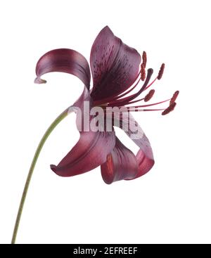 Asiatic Lily Midnight Mystery, maroon, dark red flower side view. Artistic close-up isolated on white studio background. Stock Photo