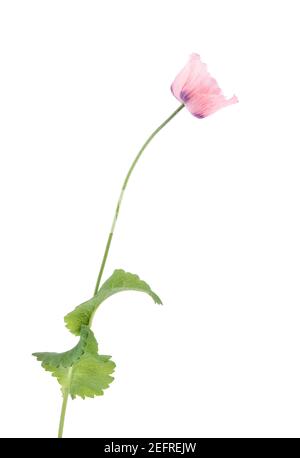 Pink Peony Poppy flower on a stem with green leaves. Papaver somniferum, Peoniflorum. Pink Paeony, Opium Poppy with light pink, translucent petals. Si Stock Photo