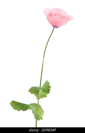 Pink Peony Poppy flower on a stem with green leaves. Pink Paeony, Opium Poppy, Papaver somniferum, Peoniflorum.  Beautiful flower with light pink, tra Stock Photo