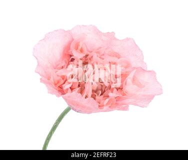 Pink Peony Poppy, closeup of a flower with light pink petals, front view isolated on white studio background. Papaver somniferum, Peoniflorum. Pink Pa Stock Photo
