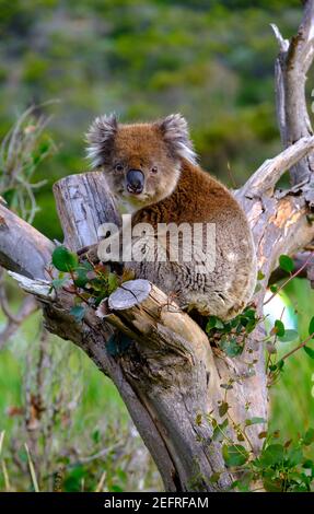 A Koala sitting in in a eucalyptus tree at Aire River West camp ground Stock Photo