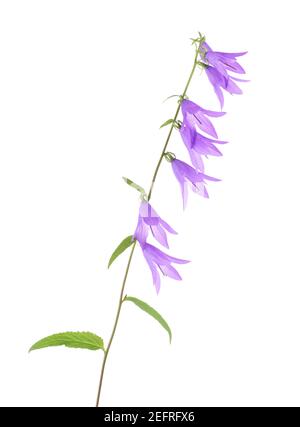 Purple bell flowers on a stem. Campanula rapuncloides, little translucent bell-shaped flowers. Artistic closeup isolated on white studio background. Stock Photo