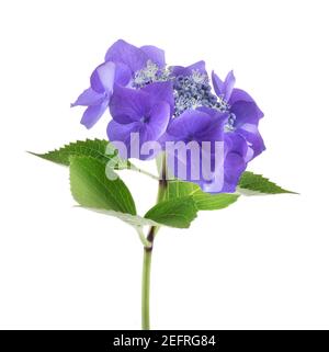 Cluster of purple-blue flowers of a flowering shrub Hydrangea Macrophylla blossoms. Artistic side view closeup isolated on white studio background. Bi Stock Photo