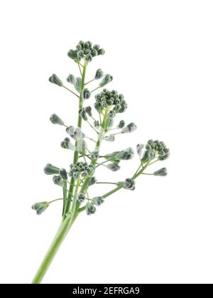 Artistic closeup of broccoli florets, green edible organic plant blossoms on a stem. Isolated side view on white studio background. Stock Photo