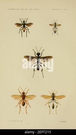 On the instincts and habits of the solitary wasps (PL. II) Stock Photo