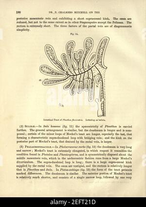 On the intestinal tract of birds (Page 190) Stock Photo