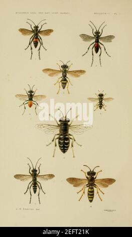 On the instincts and habits of the solitary wasps (PL. I) Stock Photo