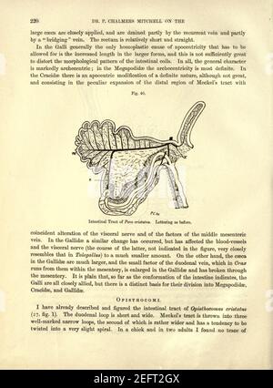 On the intestinal tract of birds (Page 220) Stock Photo