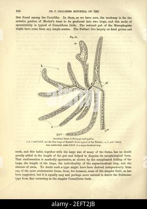 On the intestinal tract of birds (Page 244) Stock Photo