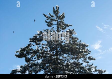 Close up of a Douglas fir tree against blue sky and clouds. Snow melts on a sunny winter day. Stock Photo