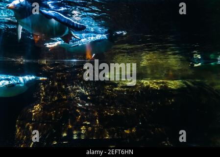 Penguin diving into a tank in the pool where he lives, seen through the glass. Stock Photo