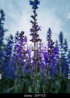 Violet lavender flowers on long stems in bushes Stock Photo