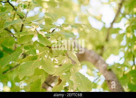 Close-up of a walnut fruit in green leaves on a tree. Stock Photo