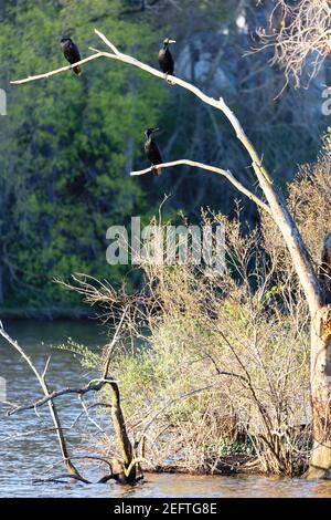 Group of Cormorants Perching on a Dead Tree Lakeside, Princeton, New Jersey Stock Photo