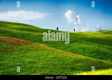 Rolling Hills with Cypress tress , San Quircio D'Orcia, Tuscany, Italy Stock Photo