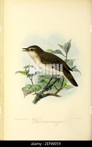 Onze vogels in huis en tuin (Plate (25)) Stock Photo