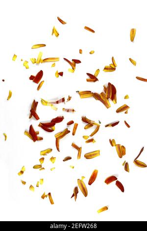 Multicolored petals scattered on a white background Stock Photo