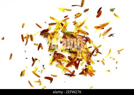 Multicolored petals scattered on a white background Stock Photo