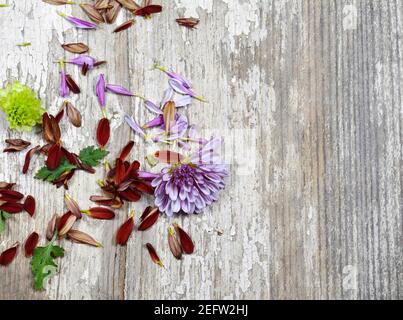 Valentine background, multicolored flowers and petals scattered on white rustic wood, top view with copy space. Happy lovers day mockup. Stock Photo